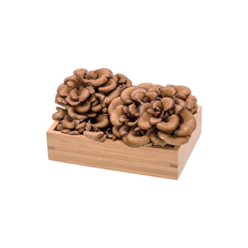 Japanese Maitake, , large