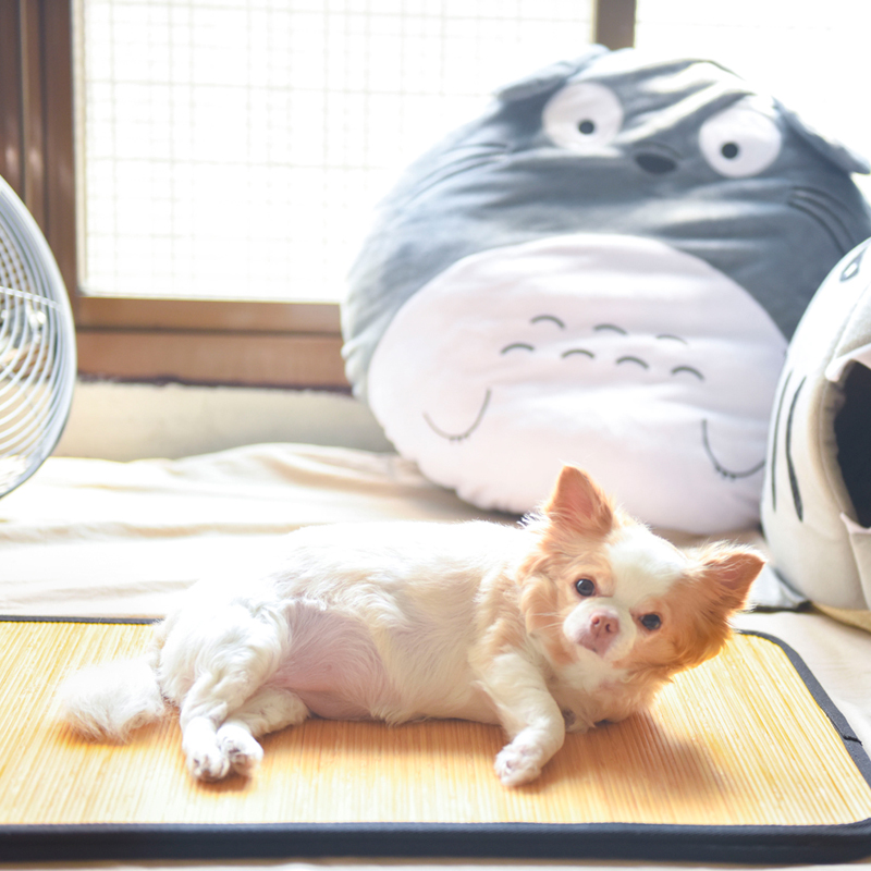 hachi Multifunctional Pet mat , , large