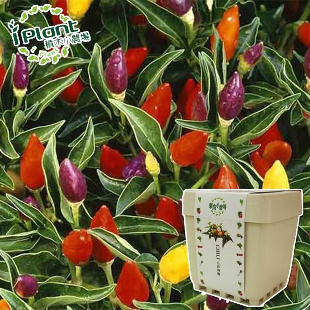 【心安購物】iPlant積木盆栽-五彩辣椒