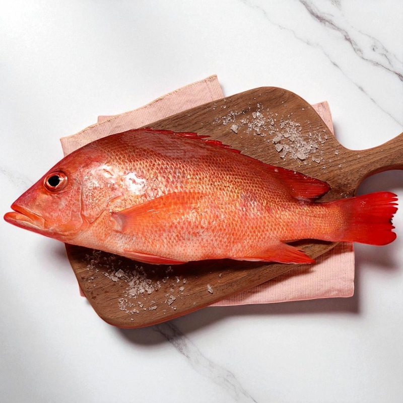 Lutjanus erythropterus, , large