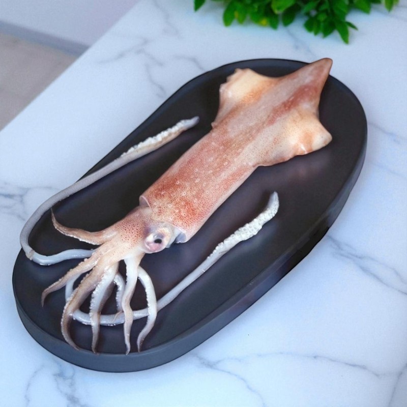 Neritic Squid, , large