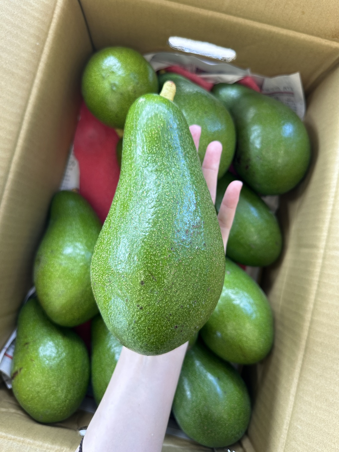 [芯鮮果]台灣( 酪梨 ), , large