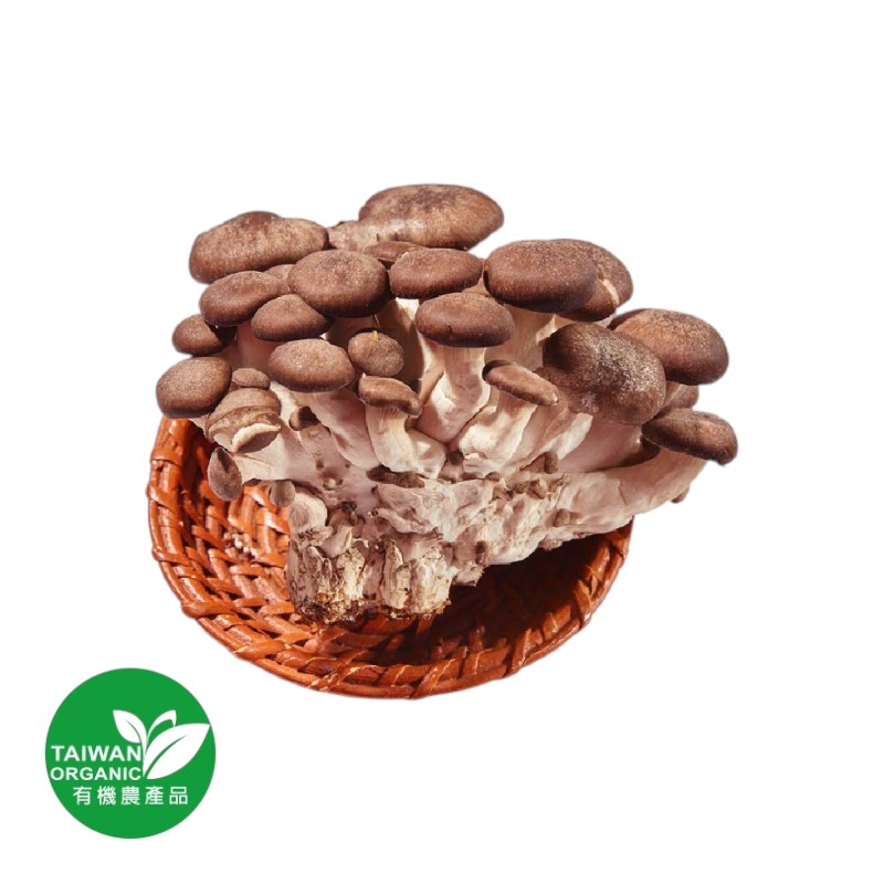 CFBIO Black Oyster Mushroom