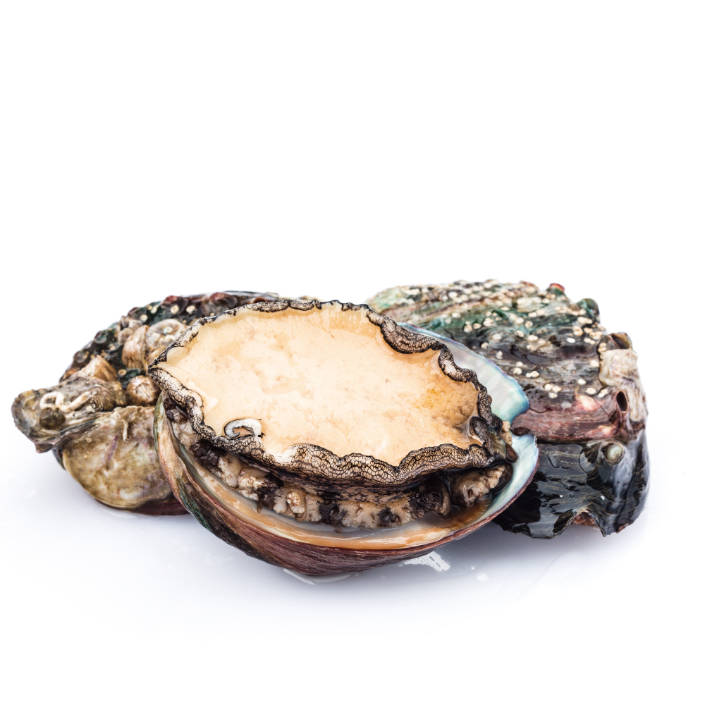 Cooked Frozen Abalone with Shell, , large