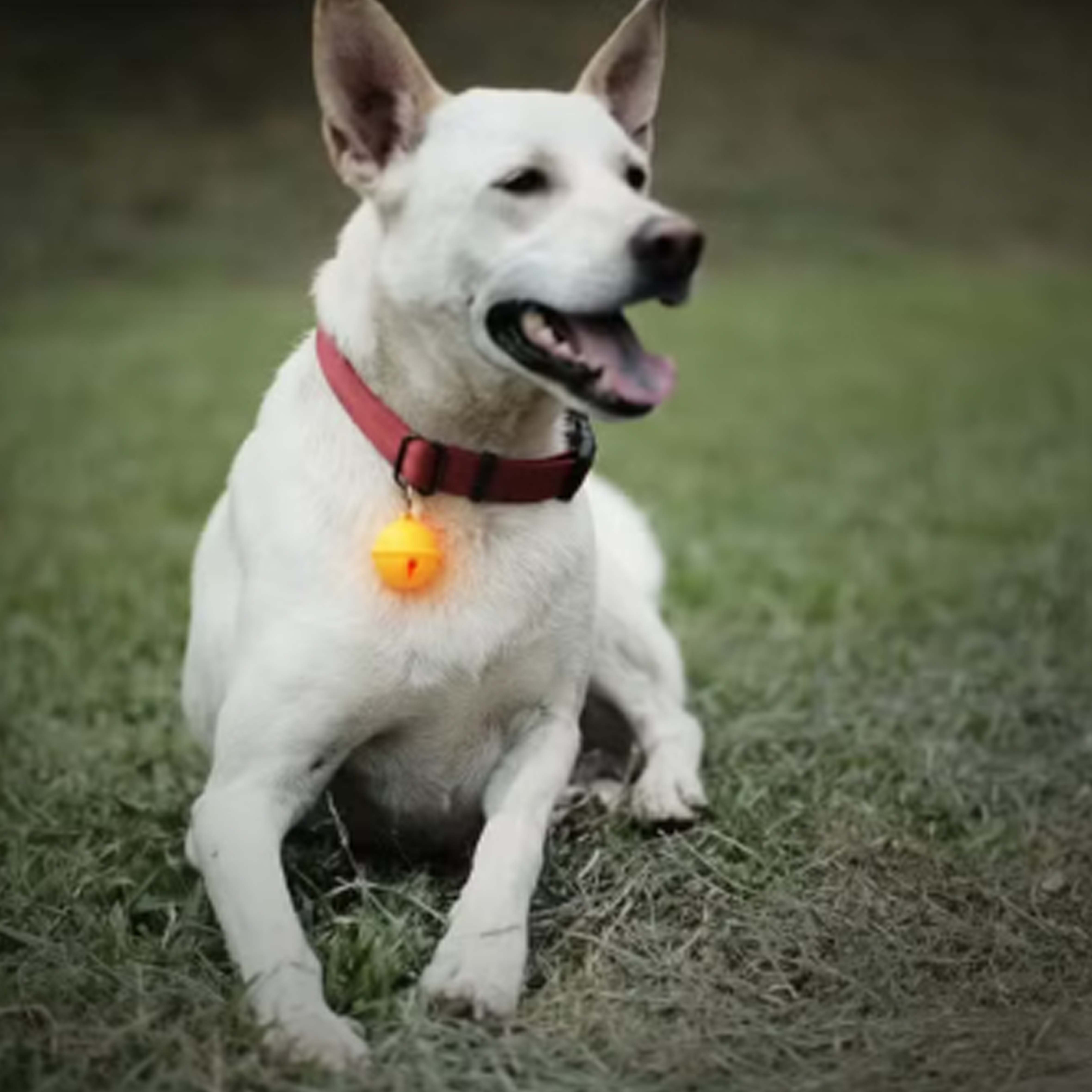 dog bell, , large