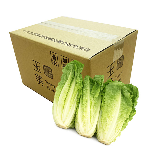 Romaine Lettuce