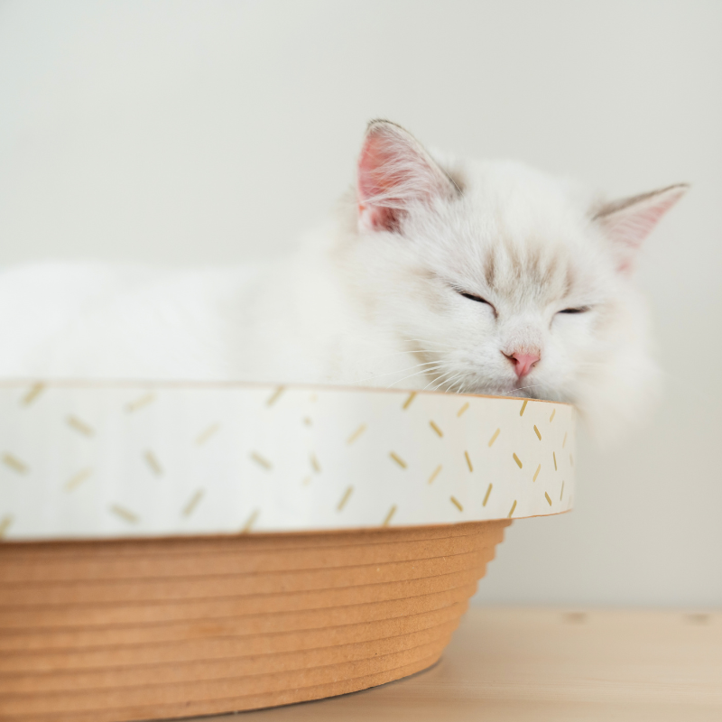 【拍拍】瓦楞抓抓碗公, , large