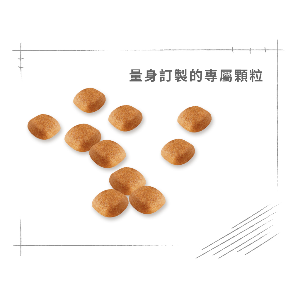 【Royal Canin法國皇家】西高地白梗成犬WA, , large