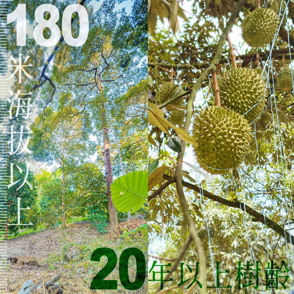 【榴槤大哥 D.MasKing】The Only Certified Malaysia Raub Musang King Durian x4 Box, , large