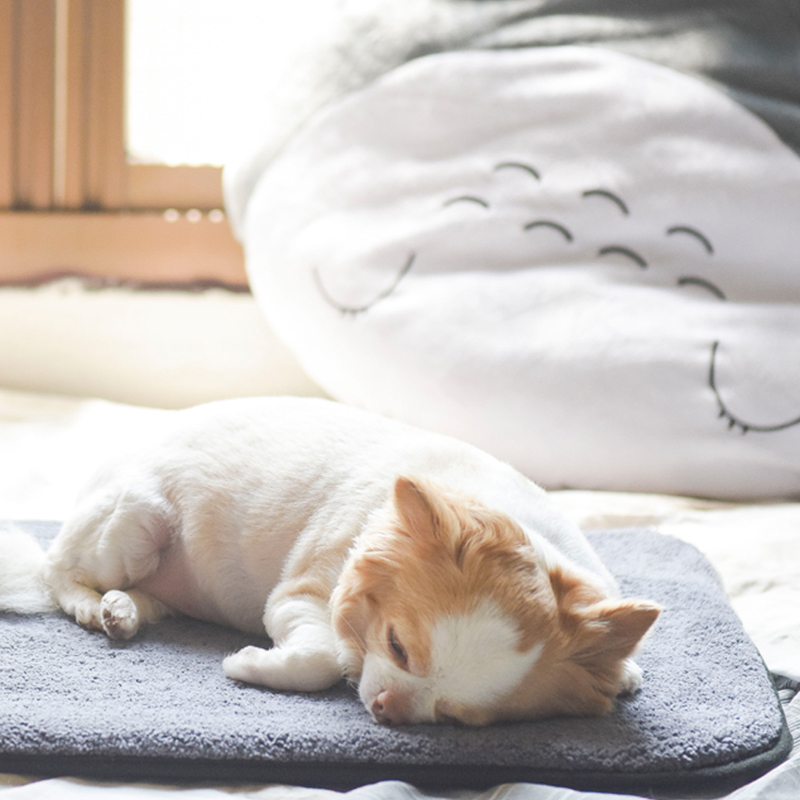 【CB JAPAN】寵物寶貝系列毛小孩四季墊三件組, , large